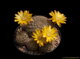 Sulcorebutia arenacea 3385